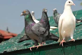 Entreprise Traitement pigeon