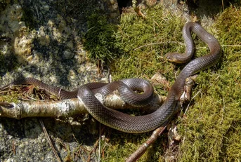 Entreprise Traitement serpent